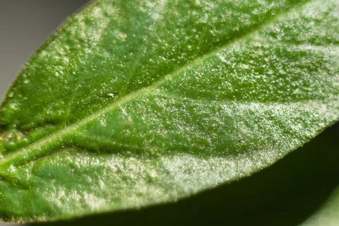 Leaves plants using as spring background cover close-up macro Stock Photos