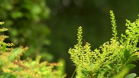 Leaves plants wind blown background blur Stock Footage 140886846