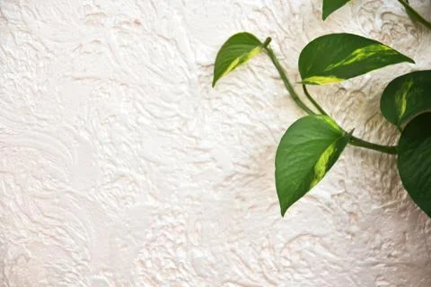 Leaves on plaster background Stock Photos