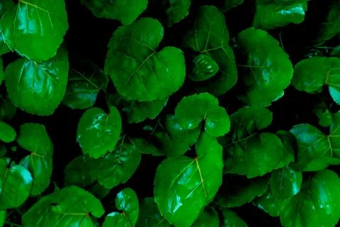 Leaves Polyscias Scutellaria or shield aralia or plum aralia or Cup Leaf or.. Stock Photos