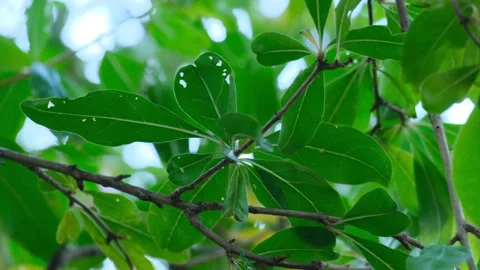 Leaves of a pomegranate tree Stock Footage 219967560