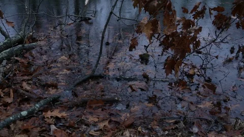 Leaves in Pond During Rain 動画素材 103635848