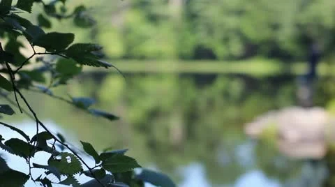 Leaves At The Pond Stock Footage 11185787