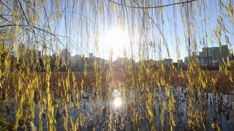 Leaves with Pond Stock Footage 60046781