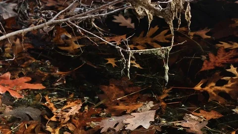 Leaves In Pond Video stock 94312181