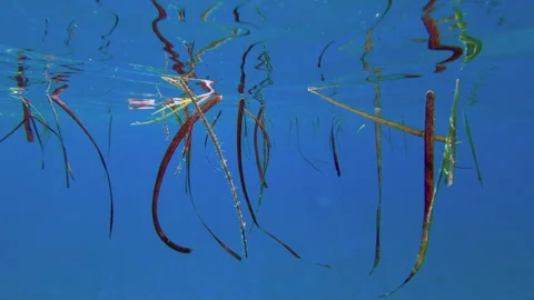 Leaves of posidonia float under the surface Stock Footage 252282481