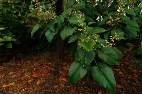 Leaves of the princess tree with its developing fruit Фото