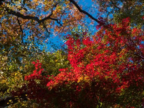 Leaves in the process of turning orange at the start of Autumn. Stock Photos