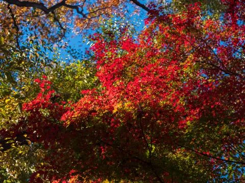 Leaves in the process of turning orange at the start of Autumn. Stock-Fotos