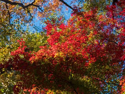 Leaves in the process of turning orange at the start of Autumn. Stock-Fotos