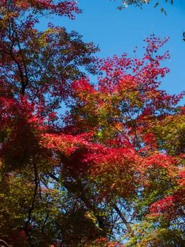 Leaves in the process of turning orange at the start of Autumn. Stock Photos