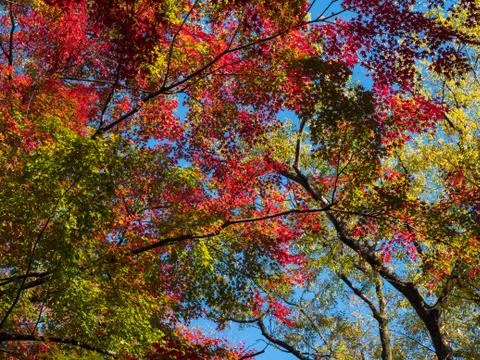 Leaves in the process of turning orange at the start of Autumn. Stock-Fotos