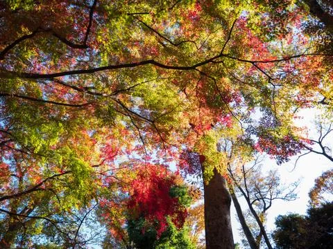 Leaves in the process of turning orange at the start of Autumn. Stock Photos