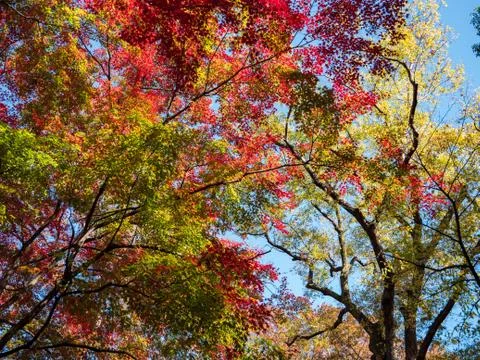 Leaves in the process of turning orange at the start of Autumn. Foto stock