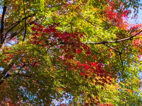 Leaves in the process of turning orange at the start of Autumn. Foto stock