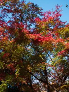 Leaves in the process of turning orange at the start of Autumn. Stock Photos