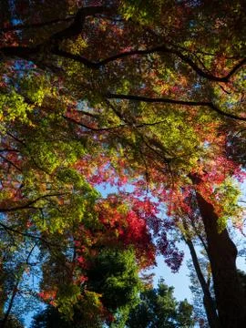Leaves in the process of turning orange at the start of Autumn. Stock Photos