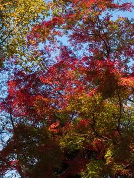 Leaves in the process of turning orange at the start of Autumn. Stock Photos