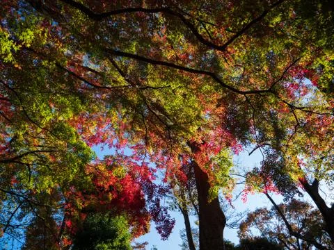 Leaves in the process of turning orange at the start of Autumn. Foto stock