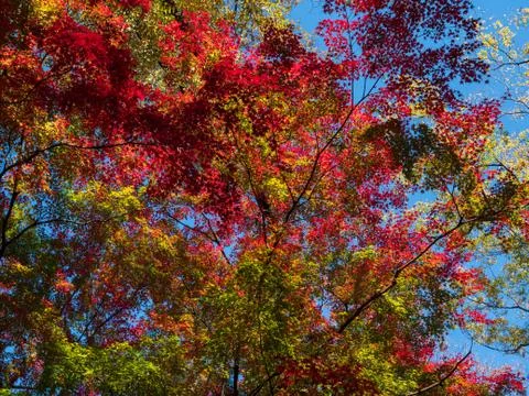 Leaves in the process of turning orange at the start of Autumn. Stock-Fotos