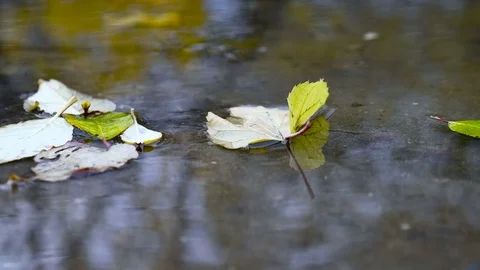Leaves in puddle Stock Footage 75648349