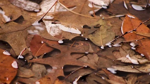 Leaves Puddle Rain Stock Footage 102467308
