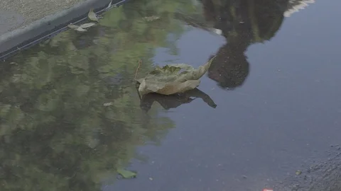 Leaves In A Puddle Of Water Stock Footage 94132225