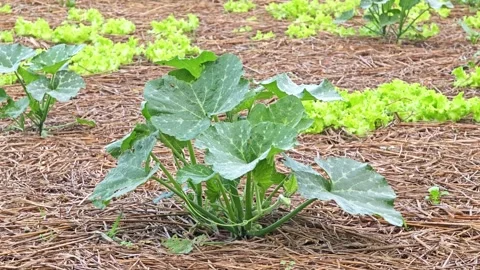 The leaves of the pumpkin leaves. Stock Footage 305371195