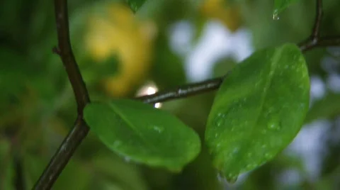 Leaves pyramide water Video stock 558949