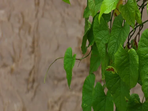 Leaves rack to fast water Video stock 25947667
