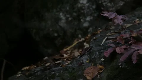 Leaves - rack focus - Branch Stock Footage 10805374