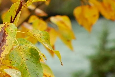Leaves Rack Focus Stock Footage 66703