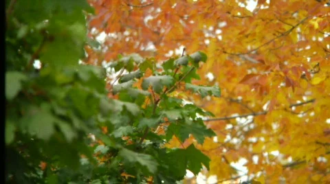 Leaves rack focus 스톡 동영상 874595