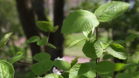 LEAVES RACK FOCUS Stock Footage 183100043