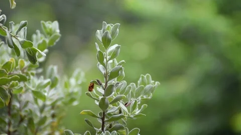 Leaves in rain blurred background Video stock 205067921