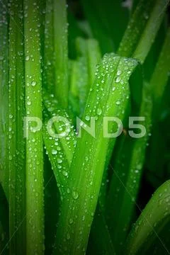 Leaves rain dew Stock Photos