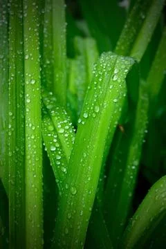 Leaves rain dew Stock Photos