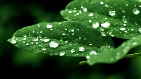 Leaves-rain-dewdrops-close-up Vídeo Stock 259121344