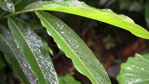 Leaves with rain droplets Stock Footage 150204524
