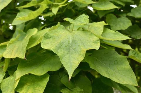 Leaves with Rain Drops Stock Photos