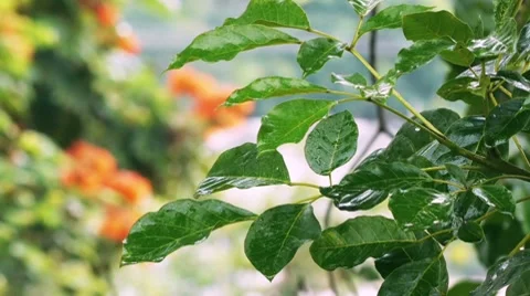 Leaves In Rain Stock Footage 8049635