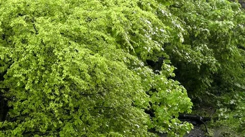 Leaves in rain Stock Footage 11017495