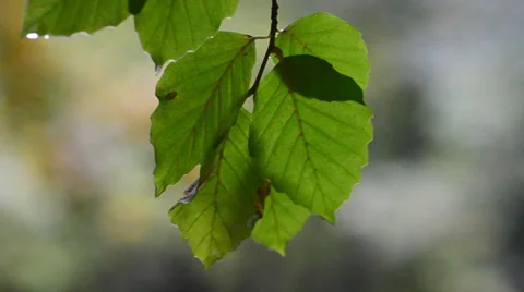 Leaves in the rain Stock Footage 32394595