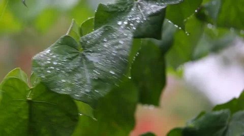 Leaves in the Rain Stock Footage 35722112