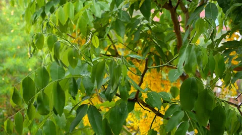 Leaves on Rain Stock Footage 37927558