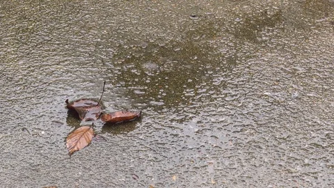 Leaves in the rain Stock Footage 81214690
