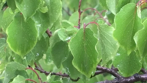 Leaves in the rain Video stock 93306657