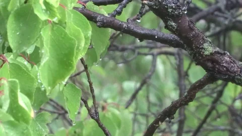 Leaves in the rain Video stock 93309482