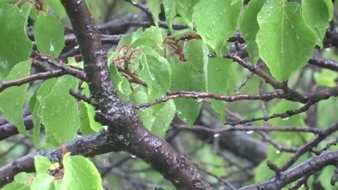 Leaves in the rain Video stock 93309511