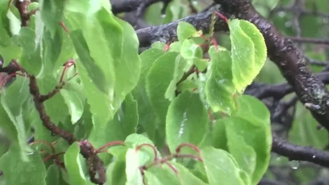 Leaves in the rain Video stock 93309513